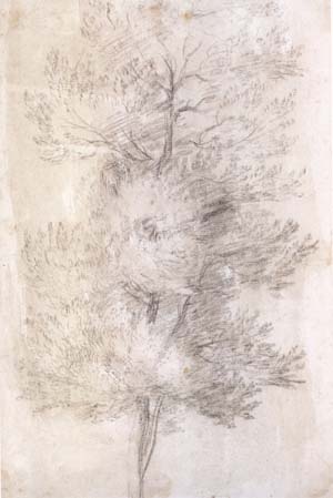 A Tree Trunks (mk17)
